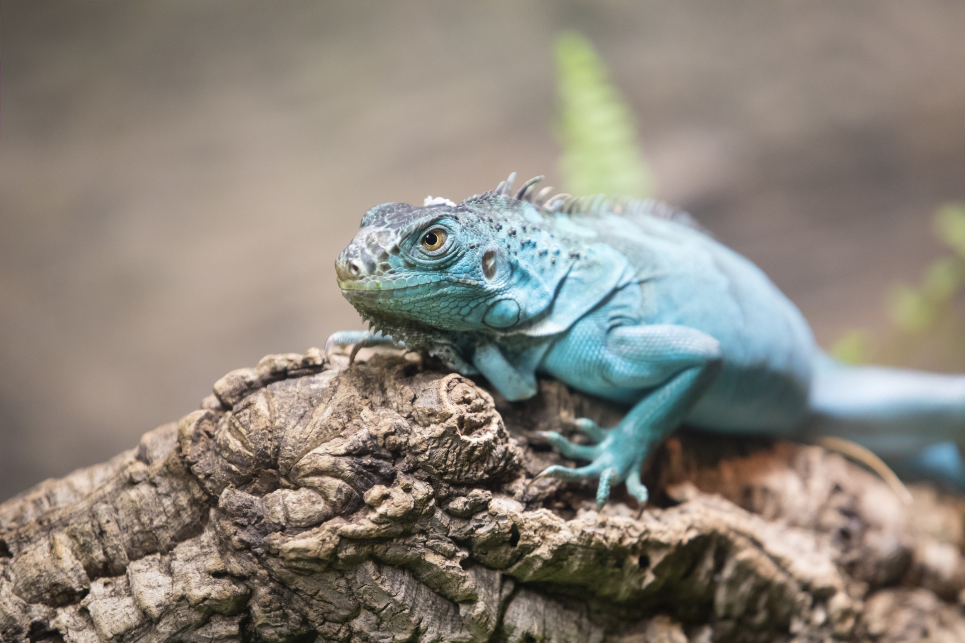 Hipnotizante: O azul vibrante dos animais