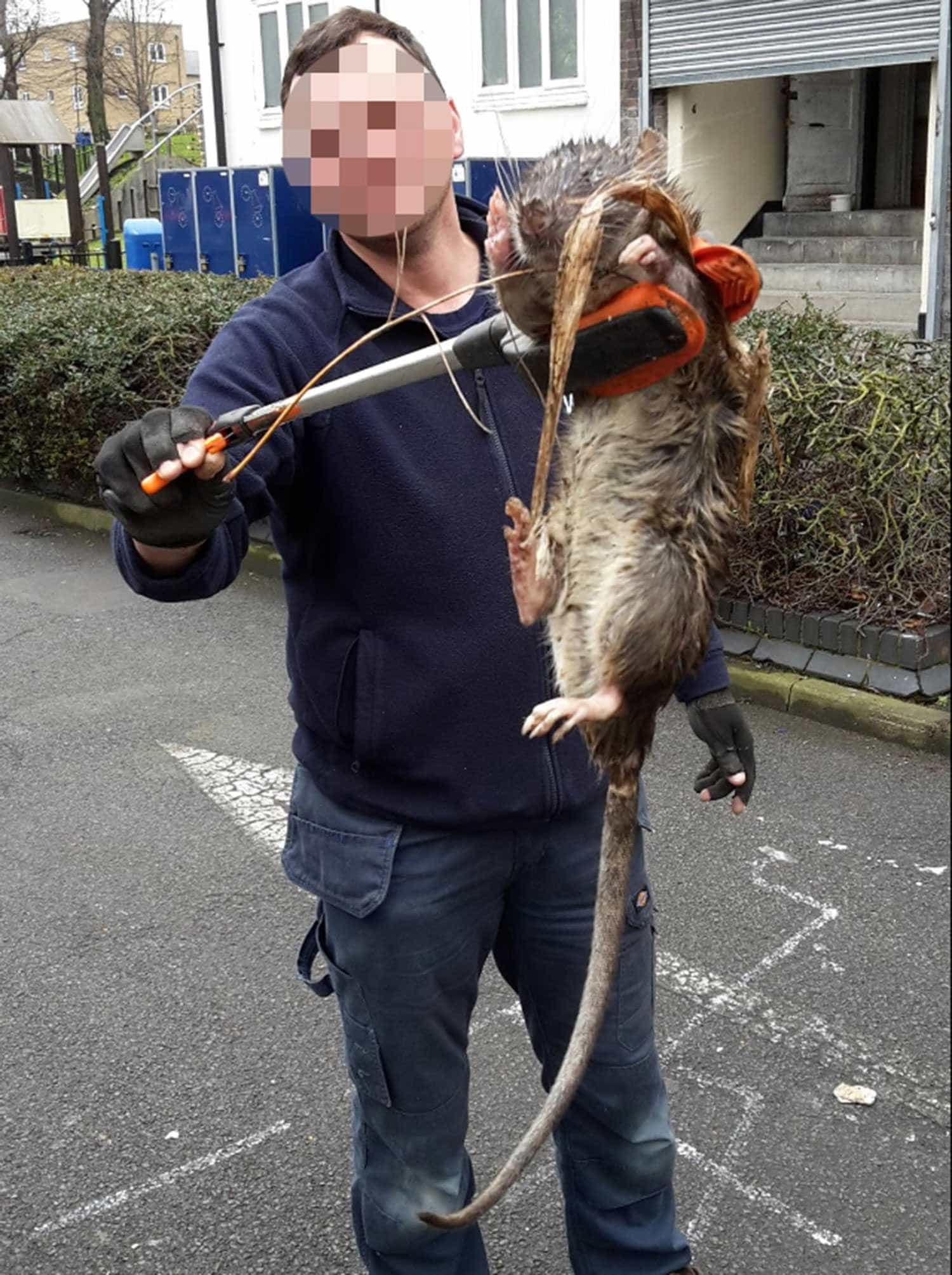 Capturada ratazana gigante nos arredores de Londres